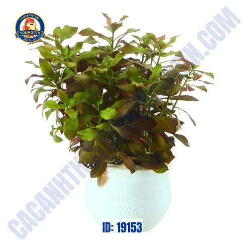 Cây diệp tài hồng lá táo - tân đế - Hình 1