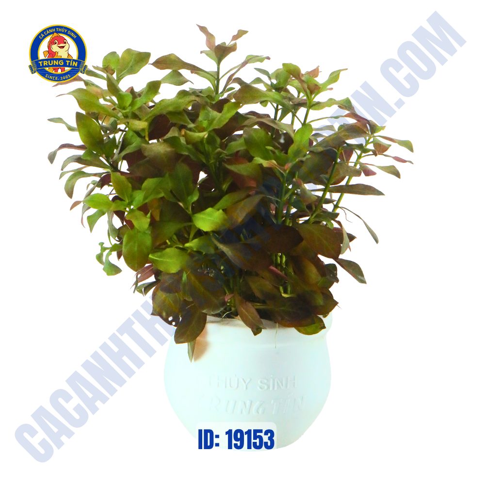 Cây diệp tài hồng lá táo - tân đế - Hình 1