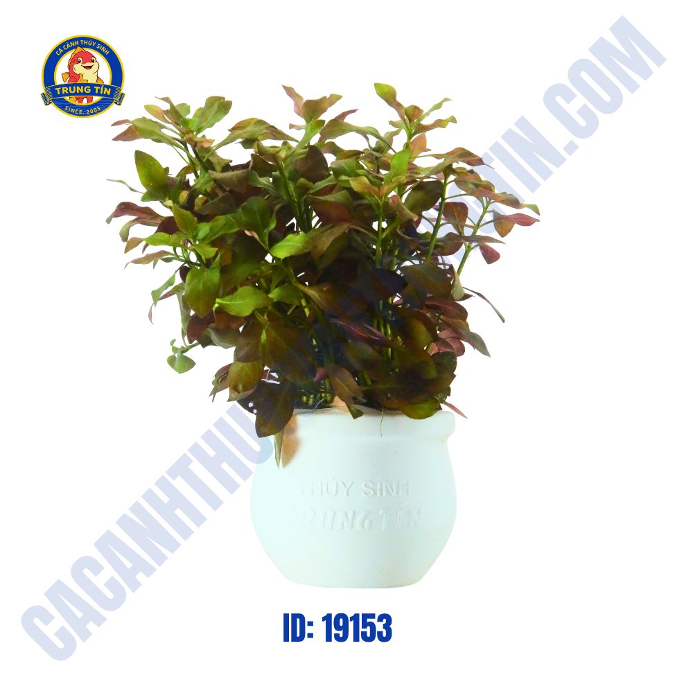 Cây diệp tài hồng lá táo - tân đế - Hình 2