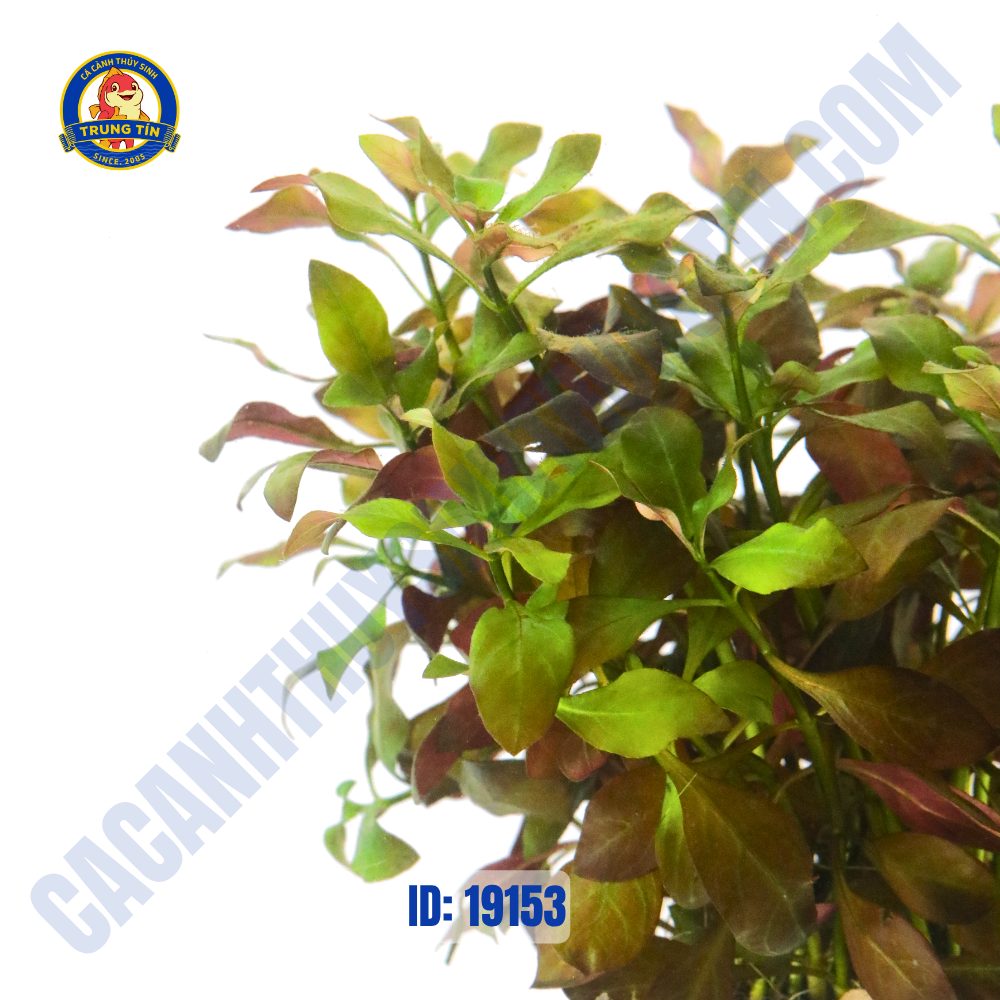 Cây diệp tài hồng lá táo - tân đế - Hình 3