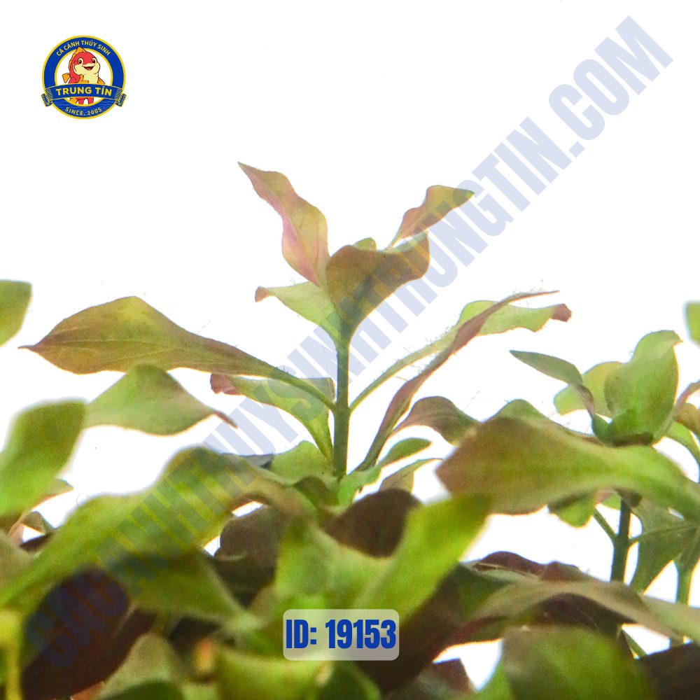 Cây diệp tài hồng lá táo - tân đế - Hình 4