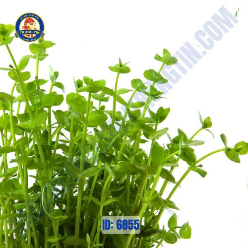 Cây dưa hấu thủy sinh chậu - Hình 1