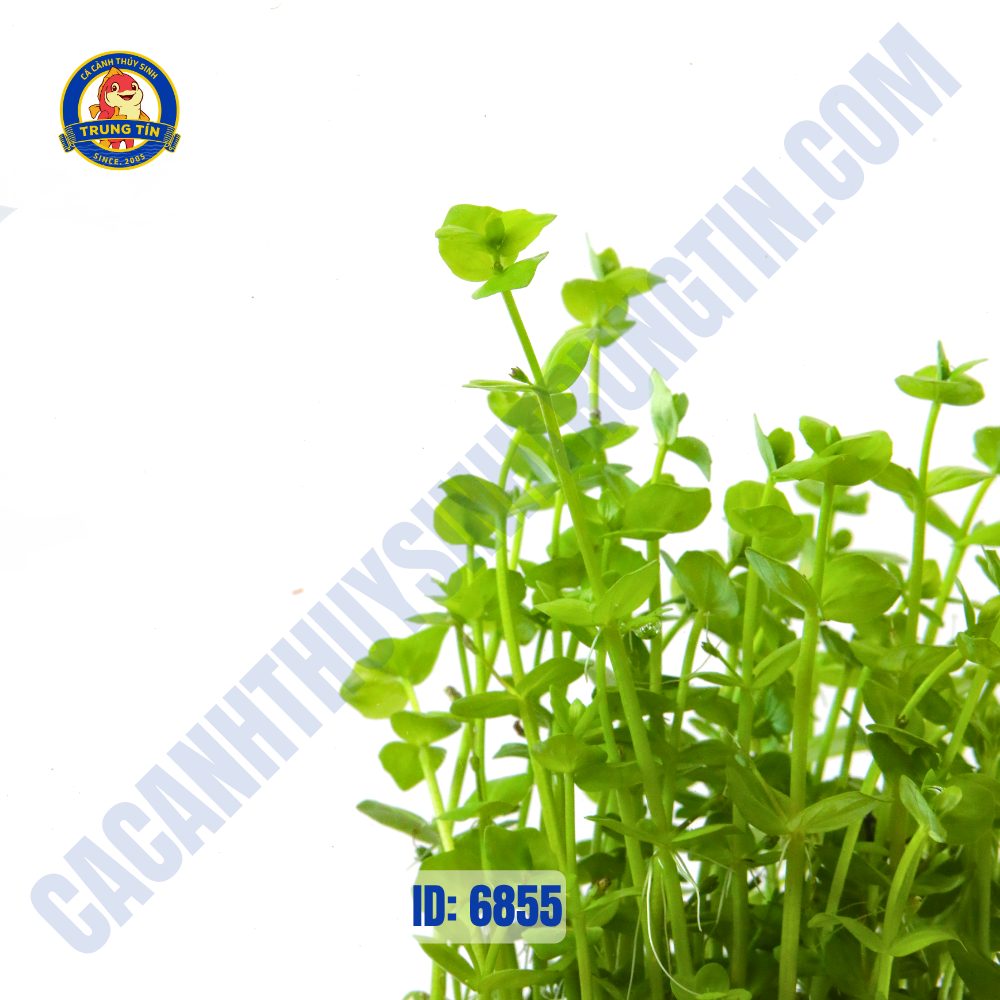 Cây dưa hấu thủy sinh chậu - Hình 2