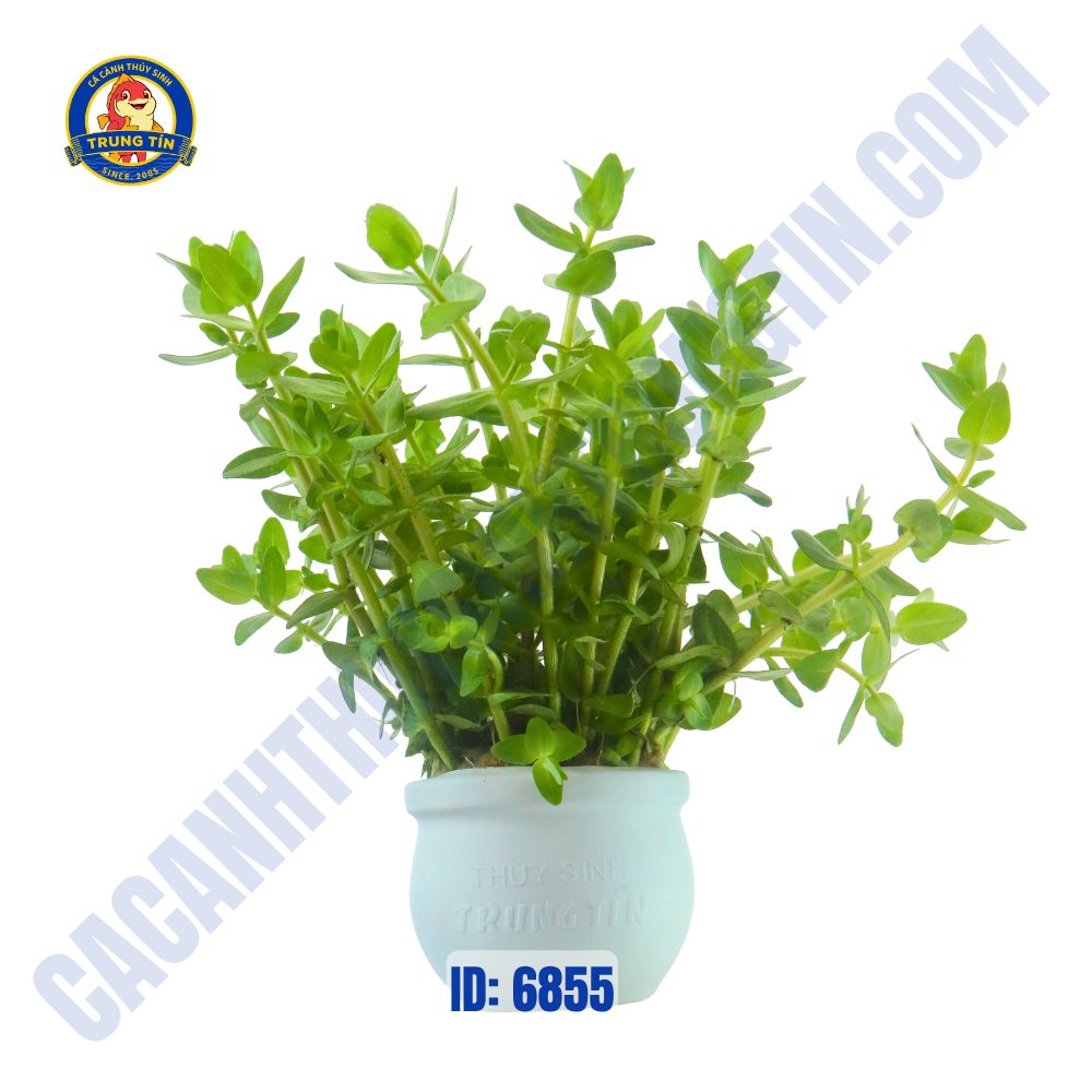 Cây dưa hấu thủy sinh chậu - Hình 3