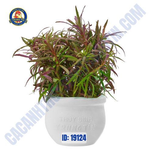 Cây dừa sing thủy sinh chậu - dừa nhật - Hình 1