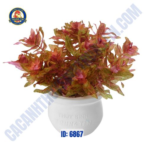 Cây hồng hồ điệp thủy sinh chậu - Hình 1