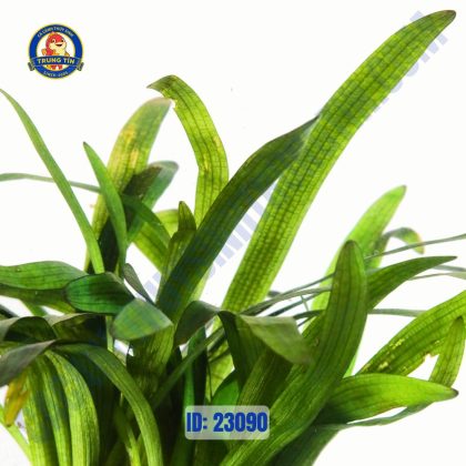 Cây huệ nước thủy sinh chậu - Hình 1