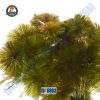 Cây la hán đỏ thủy sinh chậu - Hình 1