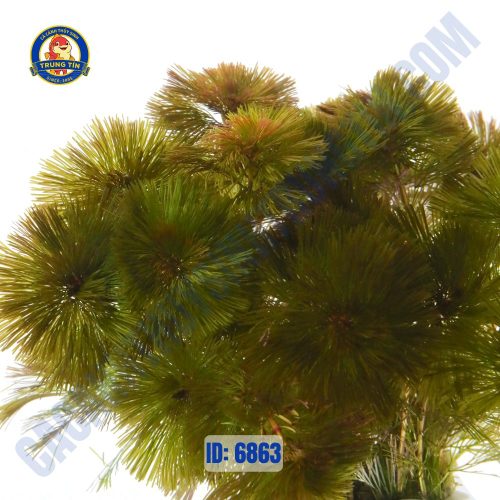 Cây la hán đỏ thủy sinh chậu - Hình 1