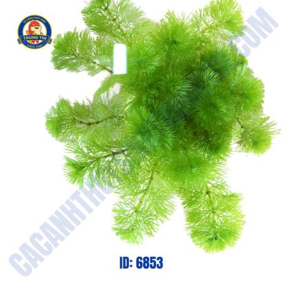 Cây la hán xanh thủy sinh chậu - Hình 1