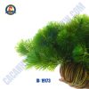 Cây la hán xanh thủy sinh giá thể - Hình 1