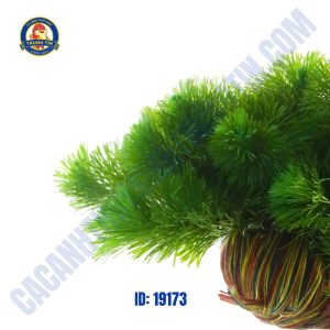 Cây la hán xanh thủy sinh giá thể - Hình 1