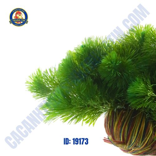 Cây la hán xanh thủy sinh giá thể - Hình 1