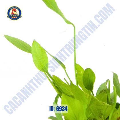 Cây lan nước thủy sinh buộc đá - Hình 1