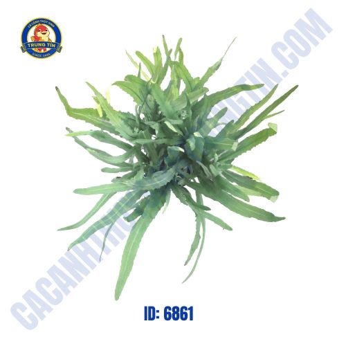 Cây liễu gai thủy sinh chậu - Hình 1