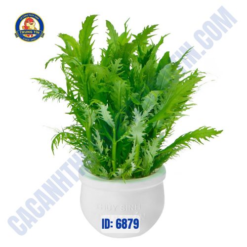 Cây liễu thơm thủy sinh chậu - Hình 1