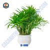 Cây rẽ quạt thủy sinh - Hình 1