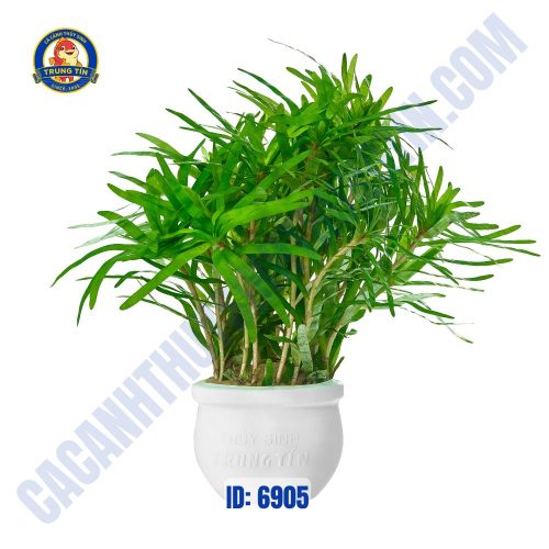 Cây rẽ quạt thủy sinh - Hình 1