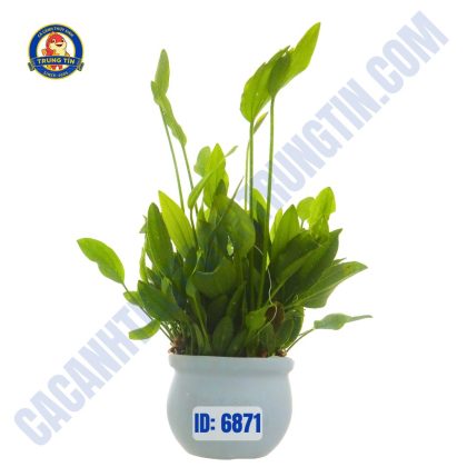 Cây thanh đản thủy sinh chậu - Hình 1