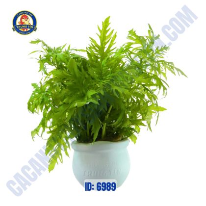 Cây thủy cúc thủy sinh chậu - Hình 1