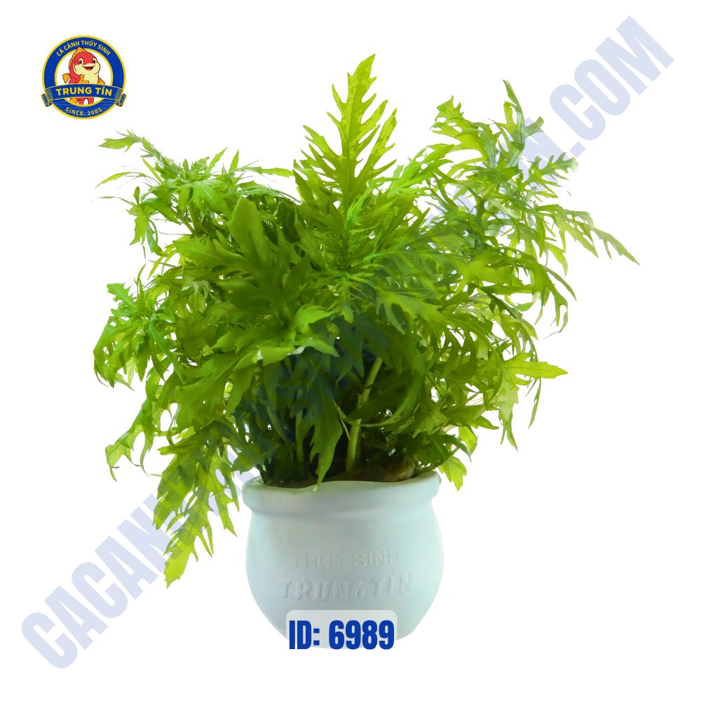 Cây thủy cúc thủy sinh chậu - Hình 1