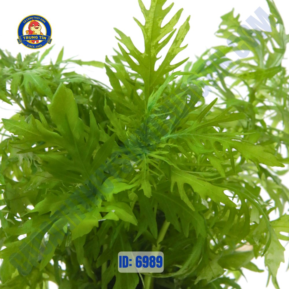 Cây thủy cúc thủy sinh chậu - Hình 2