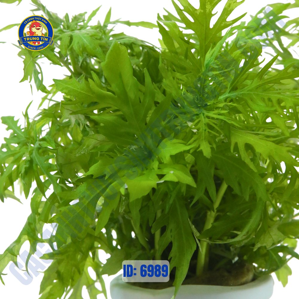 Cây thủy cúc thủy sinh chậu - Hình 3