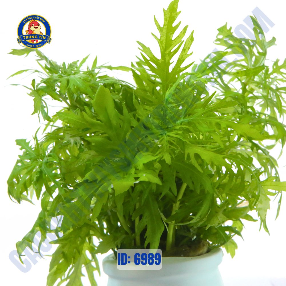 Cây thủy cúc thủy sinh chậu - Hình 4