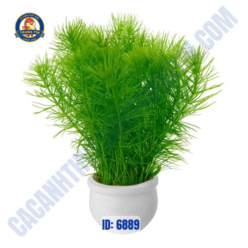 Cây thủy trúc thủy sinh chậu - Hình 1