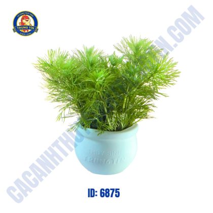 Cây tiểu bảo tháp thủy sinh chậu - Hình 1