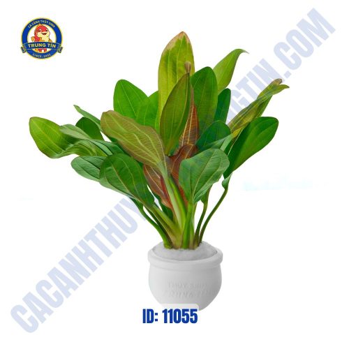 Cây trầu Ruby Đỏ Lớn chậu - Hình 1