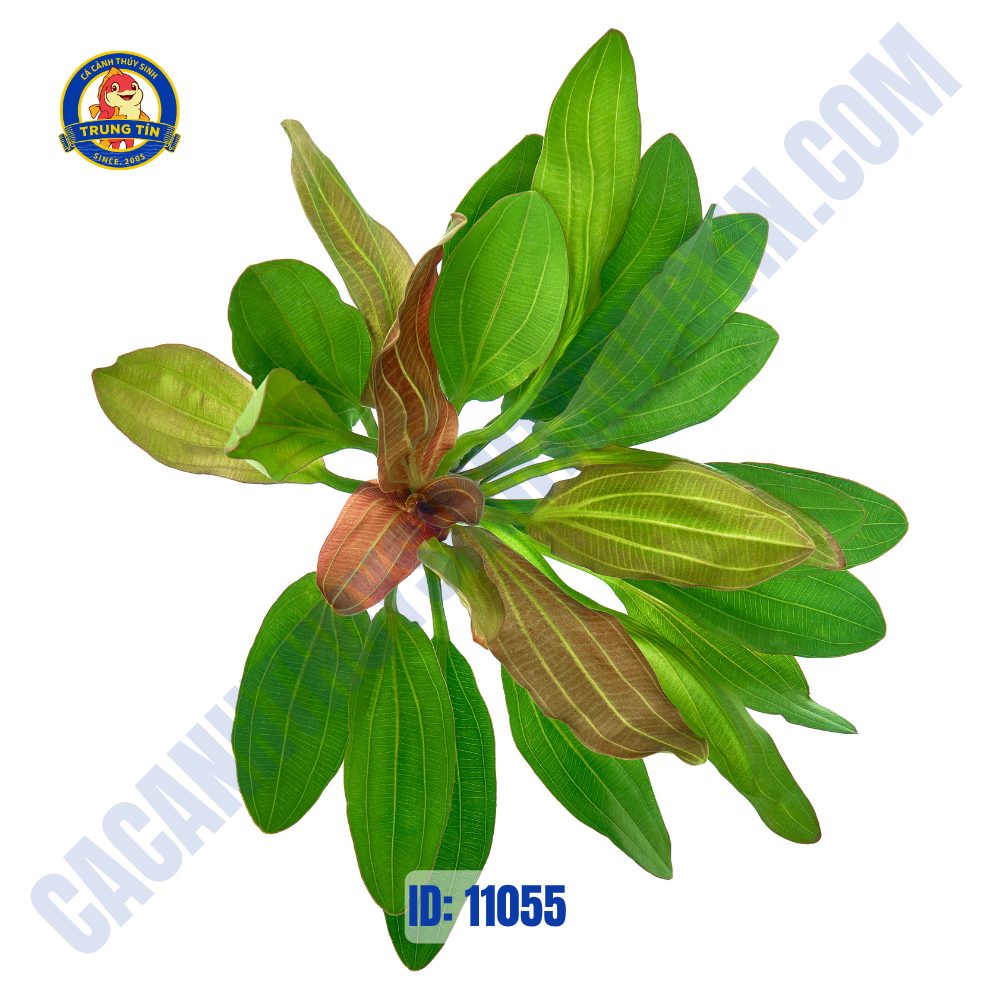 Cây trầu Ruby Đỏ Lớn chậu - Hình 3