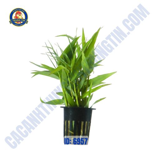 Cây tre nước thủy sinh chậu - Hình 1