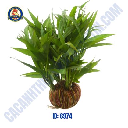 Cây tre nước thủy sinh giá thể - Hình 1