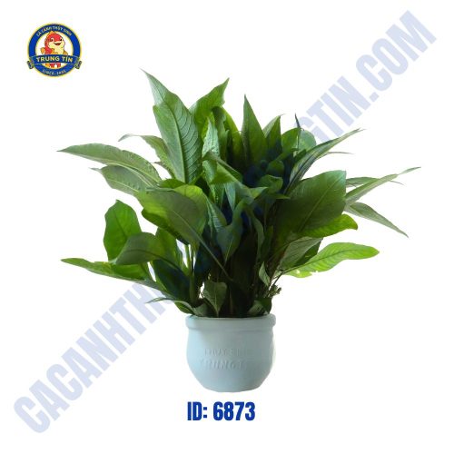 Cây trung liễu thủy sinh chậu - Hình 1