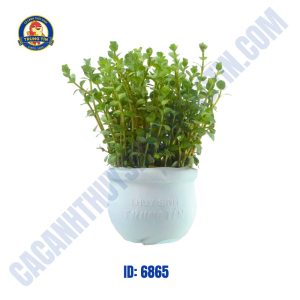 Cây vẩy ốc xanh thủy sinh chậu - Hình 1