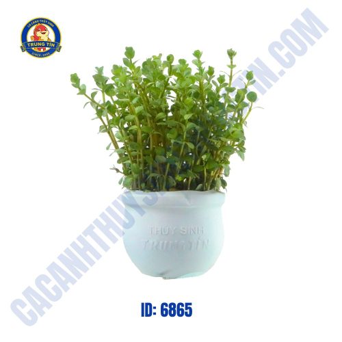 Cây vẩy ốc xanh thủy sinh chậu - Hình 1