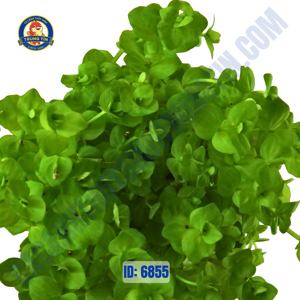 Cây dưa hấu thủy sinh chậu - Hình 4