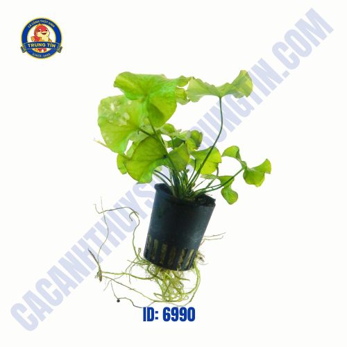 Cây xà lách nhật thúy sinh chậu - Hình 1