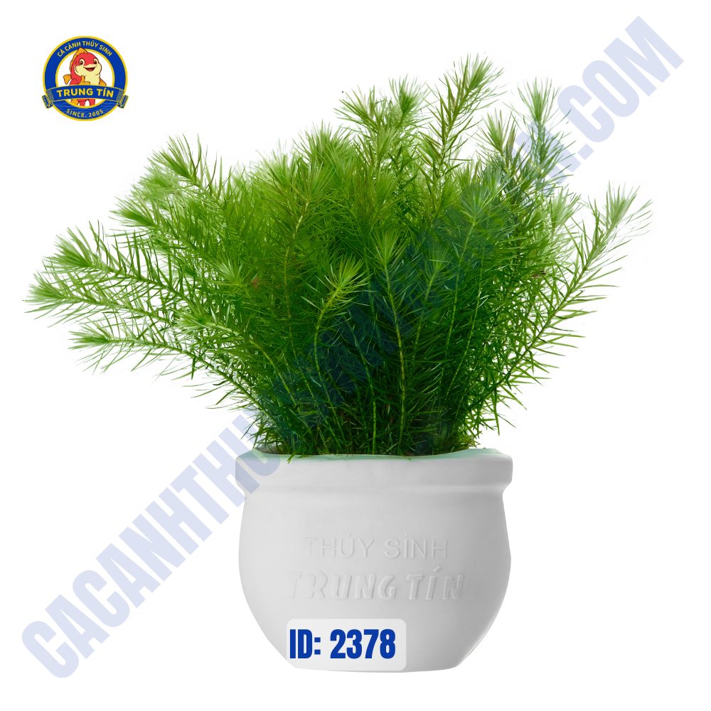 Chồn Mini thủy sinh chậu - Hình 1