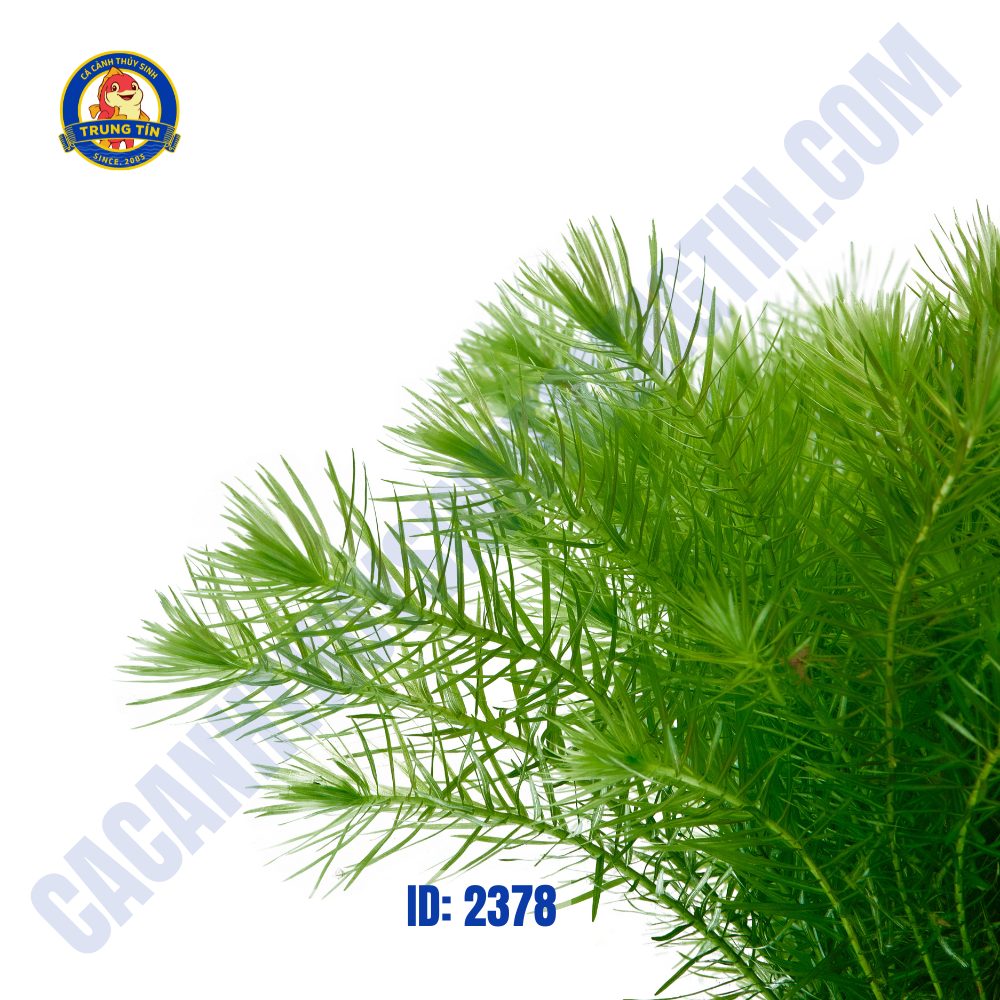 Chồn Mini thủy sinh chậu - Hình 2