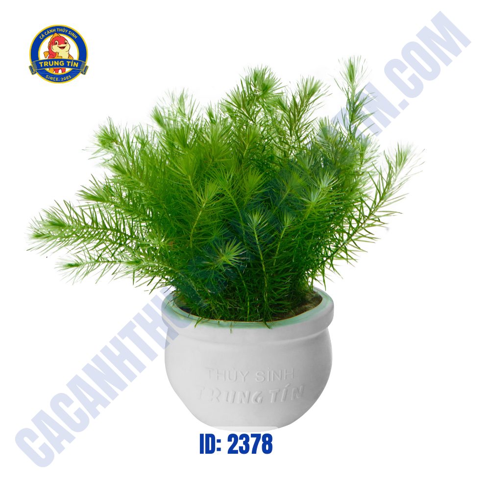 Chồn Mini thủy sinh chậu - Hình 3