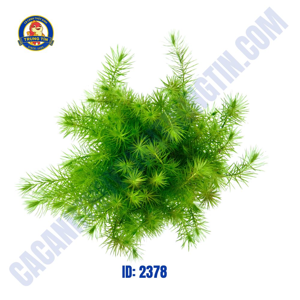 Chồn Mini thủy sinh chậu - Hình 4