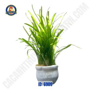 Cây cỏ gân thủy sinh chậu - Hình 1