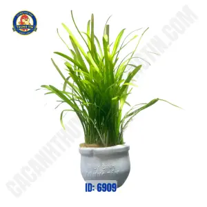 Cây cỏ gân thủy sinh chậu - Hình 1