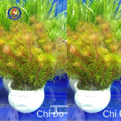 Cây chỉ đỏ - cây luân thảo đỏ thủy sinh - Hình 1