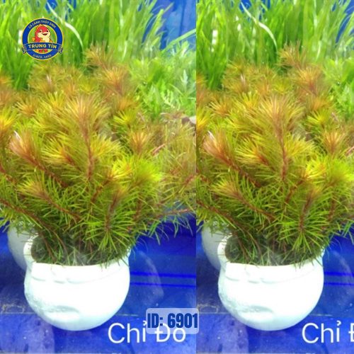 Cây chỉ đỏ - cây luân thảo đỏ thủy sinh - Hình 1