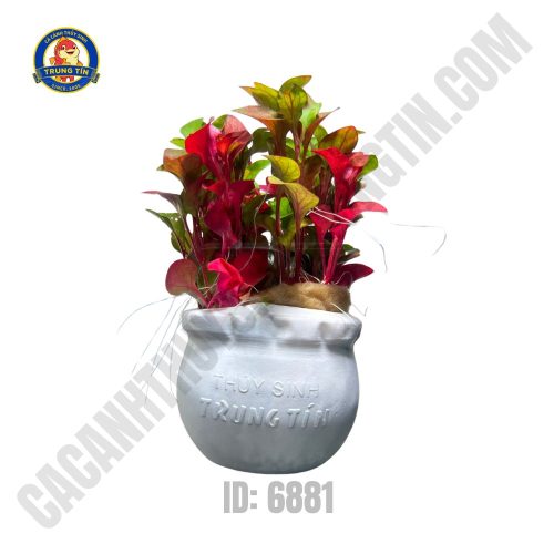 Cây hồng xoăn thủy sinh - Hình 1