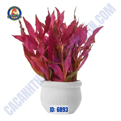 Cây huyết tâm lan lá gân trắng thủy sinh - Hình 1