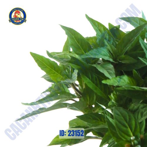 Cây rau răm thủy sinh giá thể - Hình 1